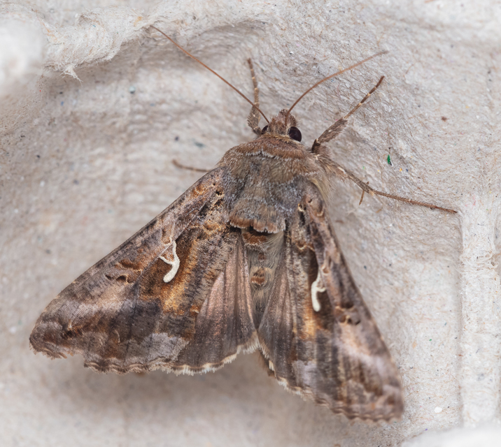 Autographa gamma - gammalepke