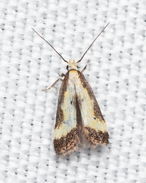 Brachmia dimidiella - citromkocsord-lápimoly