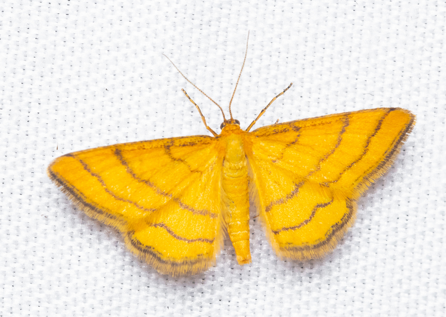 Idaea aureolaria - aranyos sávosaraszoló