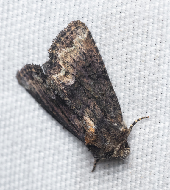 Oligia strigilis - kormos dudvabagoly