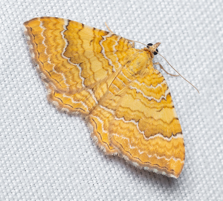 Camptogramma bilineata - kétvonalas sávosaraszoló