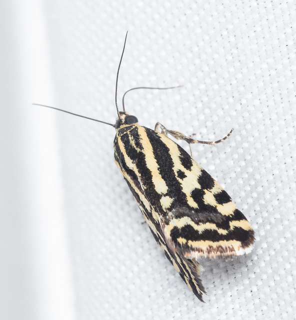 Emmelia trabealis - zebrabagoly