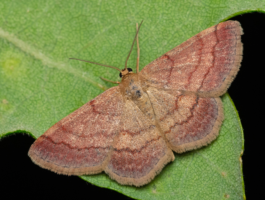 Scopula rubiginata - réti pirosaraszoló