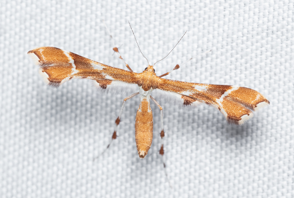 Cnaemidophorus rhododactyla - rózsabogyó-tollasmoly