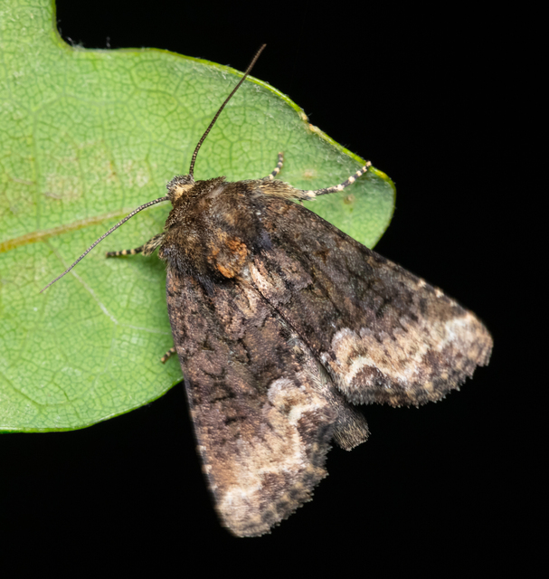Oligia strigilis - kormos dudvabagoly