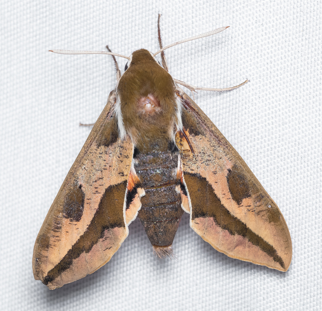 Hyles euphorbiae - kutyatejszender