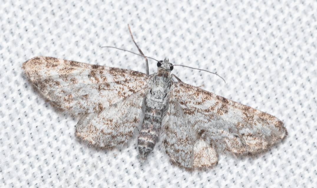 Eupithecia graphata - hangyabogáncs-törpearaszoló