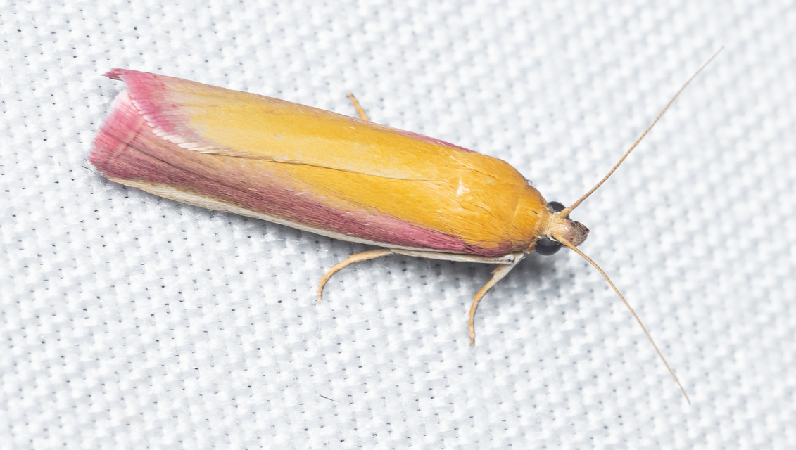 Oncocera semirubella - lucernamoly