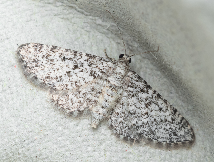 Eupithecia graphata - hangyabogáncs-törpearaszoló