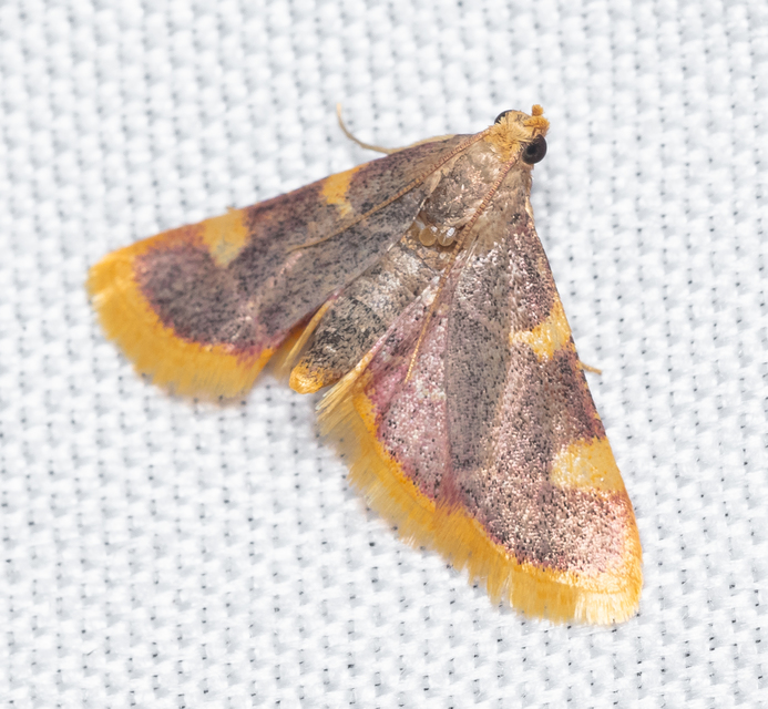Hypsopygia costalis - szénailonca
