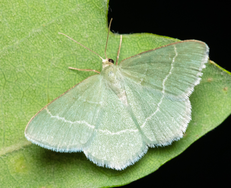Chlorissa cloraria - sárgászöld araszoló