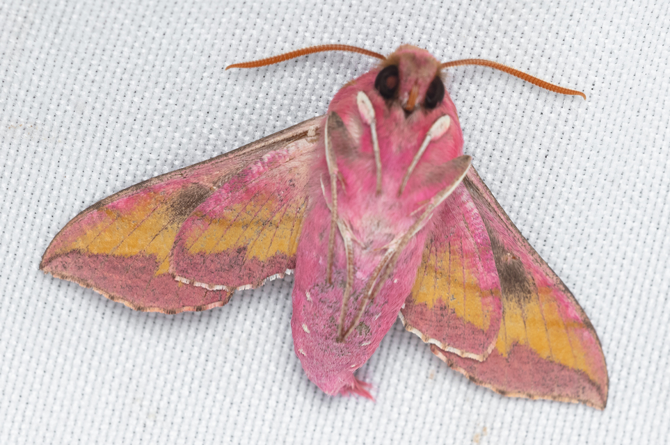 Deilephila porcellus - piros szender