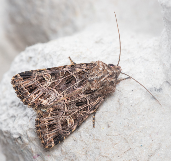 Heliophobus reticulata - fehéreres kertibagoly