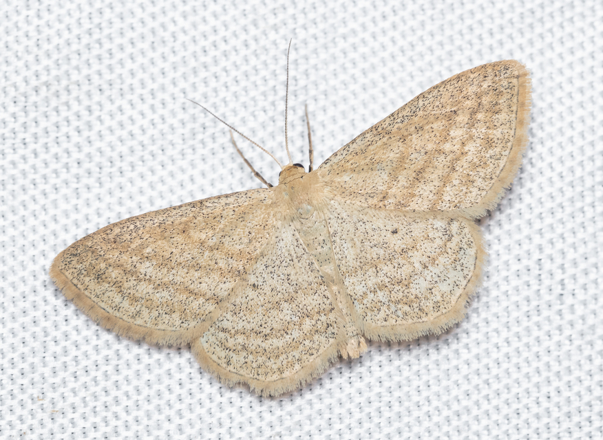 Scopula virgulata - vesszős sávosaraszoló
