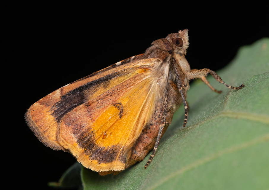 Noctua interposita - köztes sárgafűbagoly