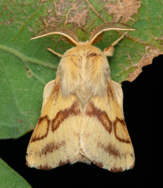 Malacosoma castrensis - kutyatejszövő