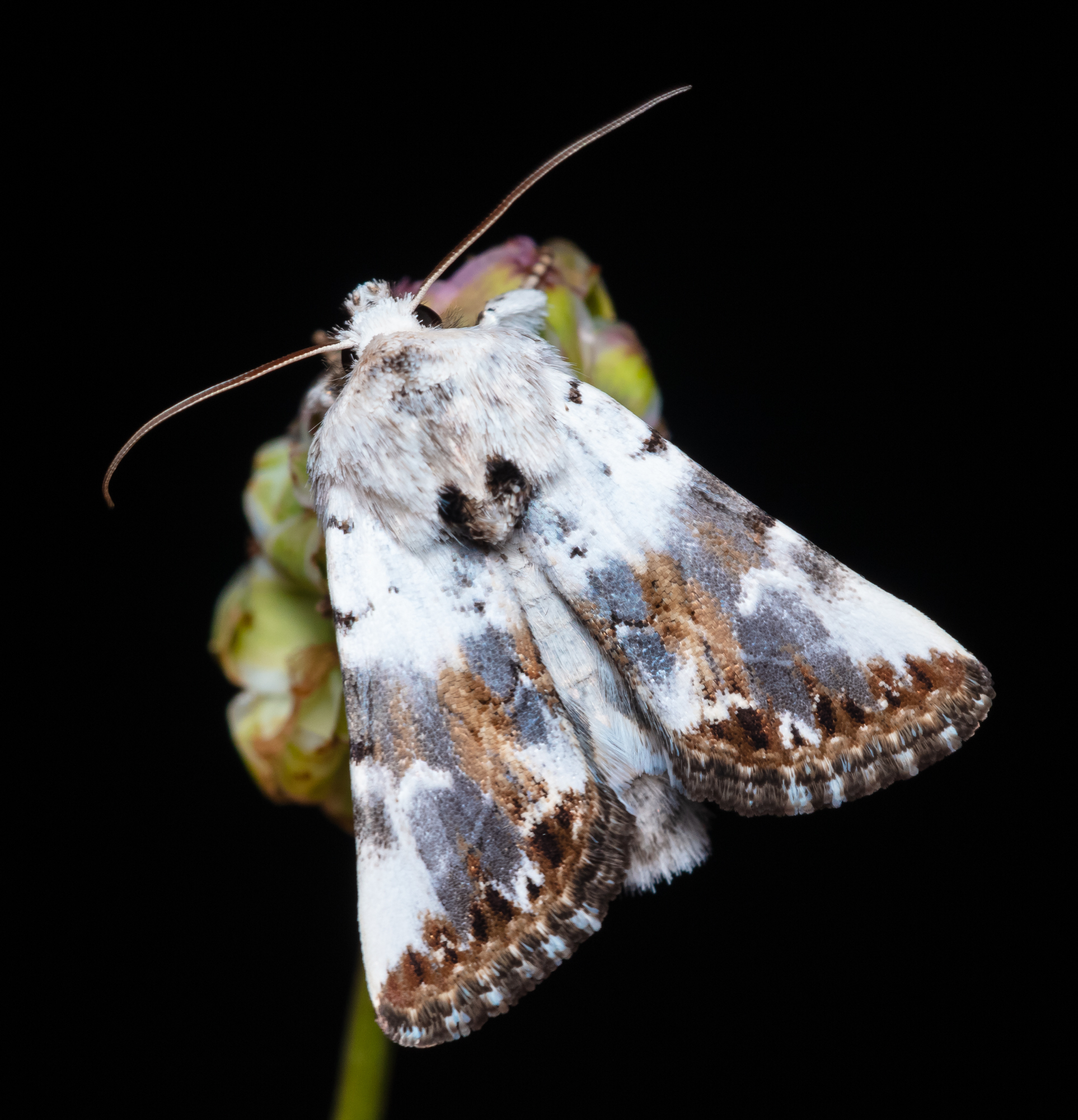 Calophasia opalina - barnafoltú fehérbagoly