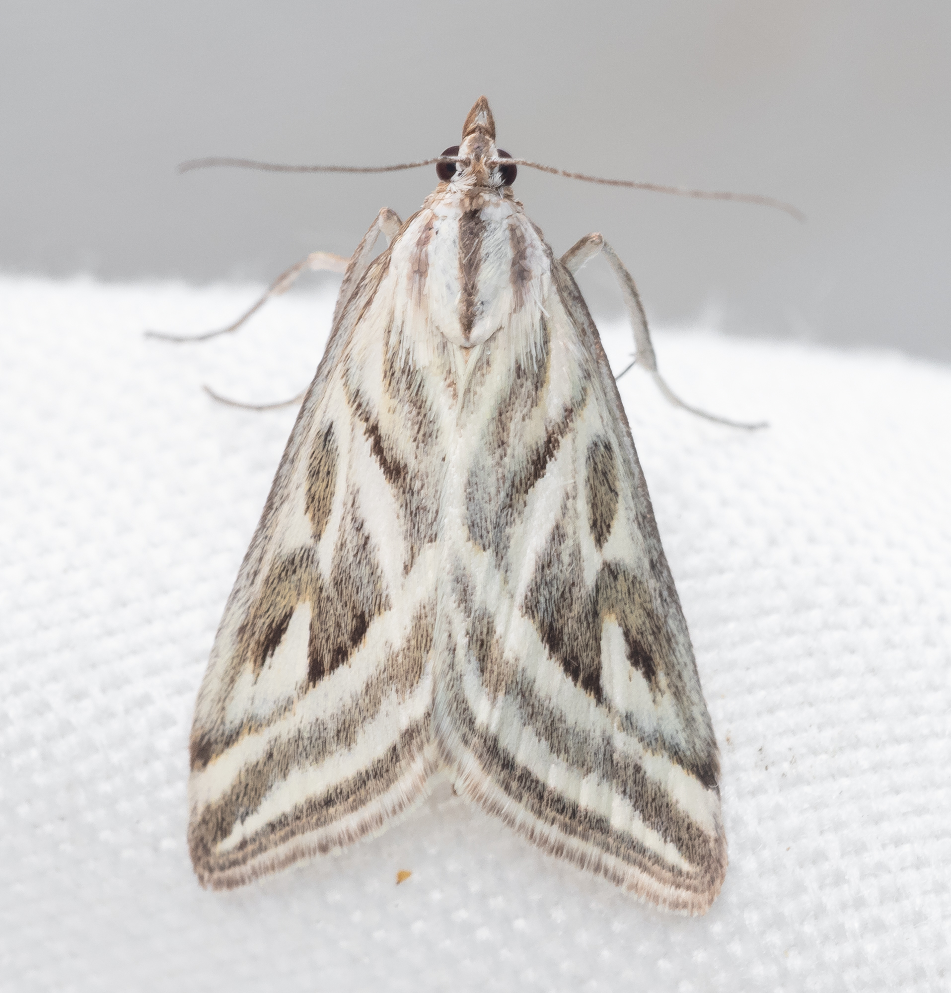 Loxostege aeruginalis - cifra tűzmoly