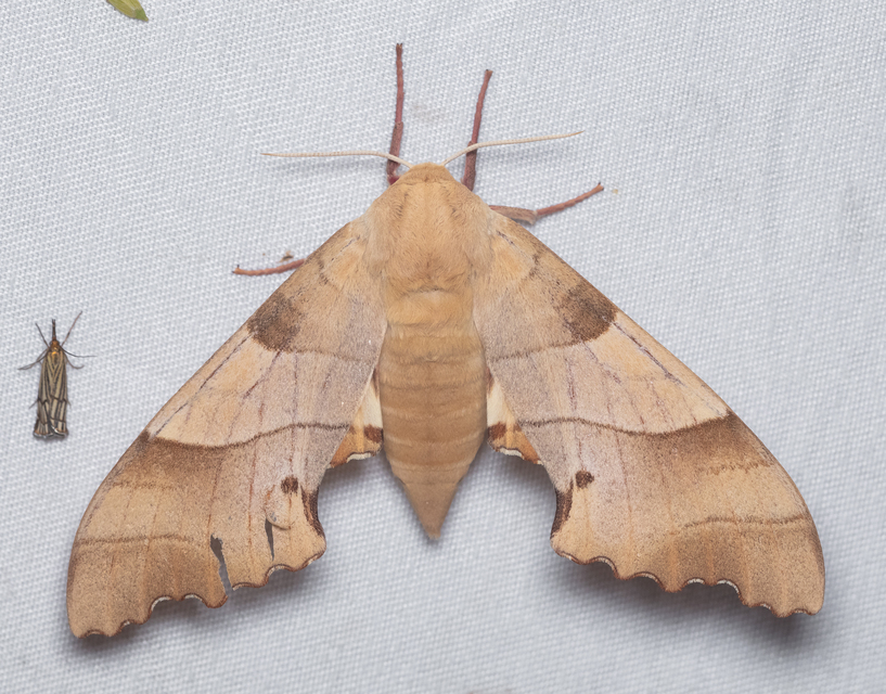 Marumba quercus - tölgyfaszender