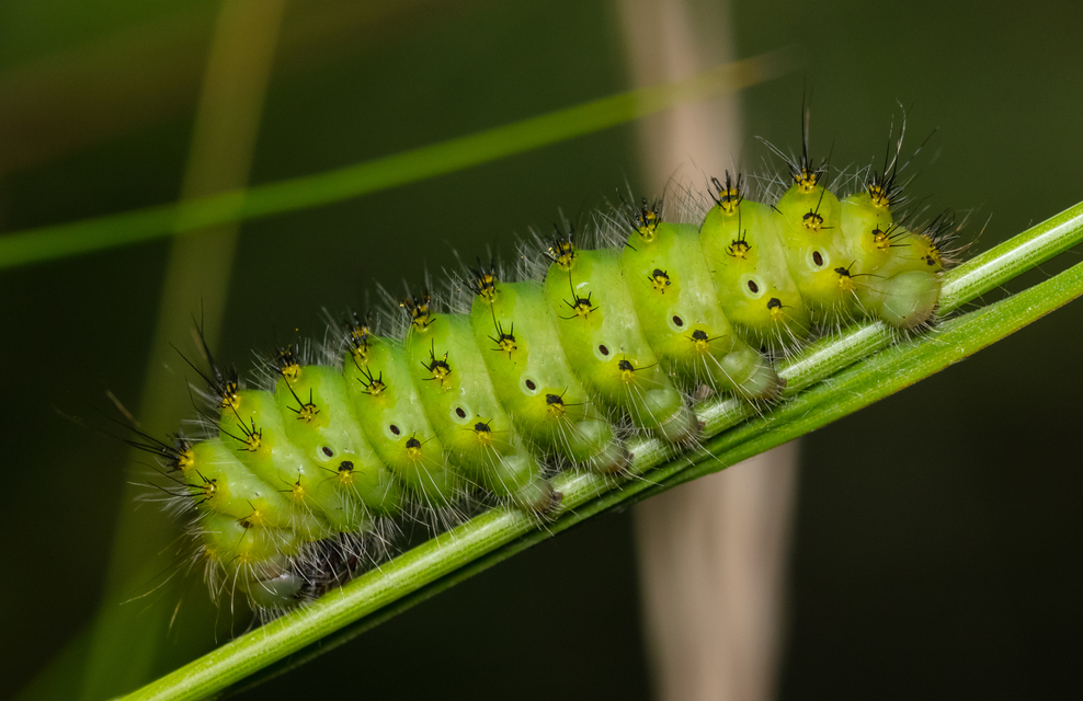 Saturnia pavoniella/pavonia