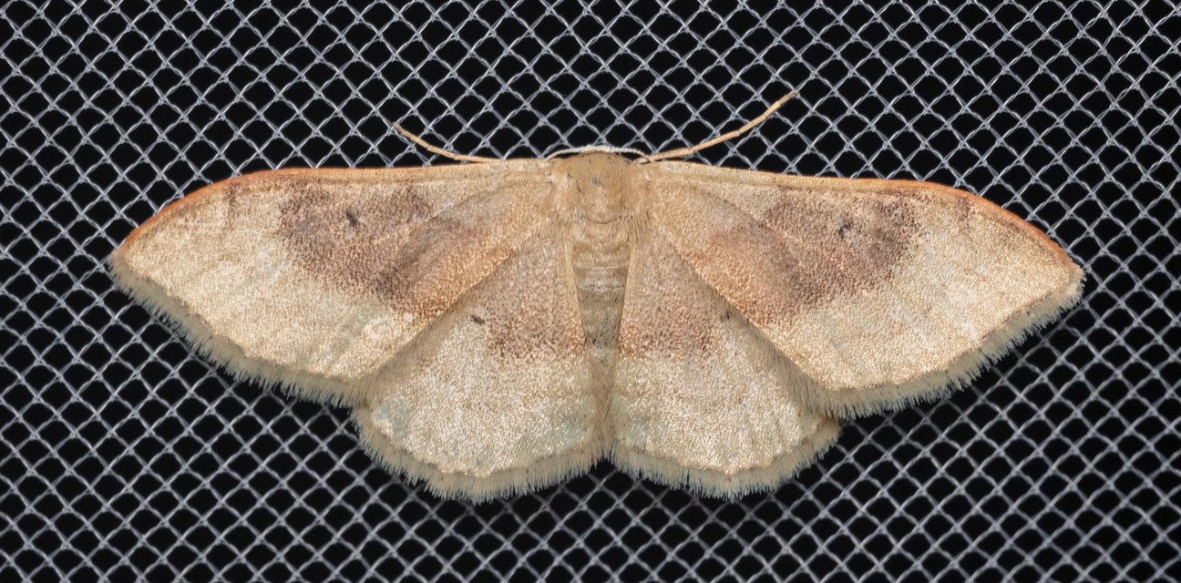 Idaea degeneraria - barnasávos araszoló
