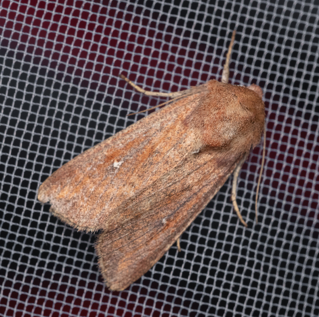Mythimna albipuncta - fehérpettyes rétibagoly