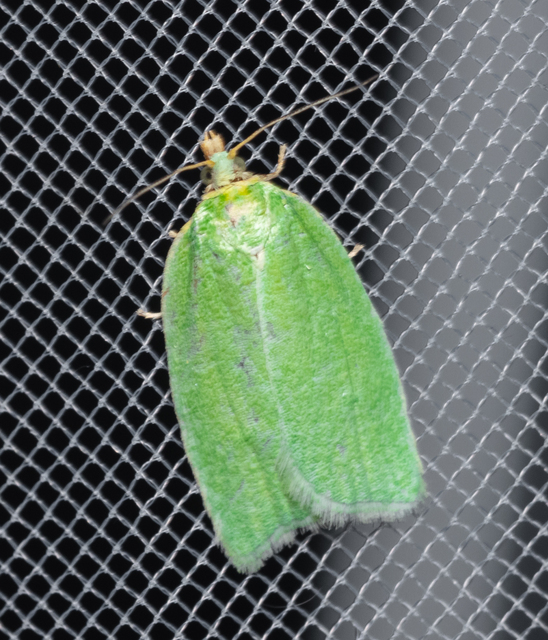 Tortrix viridana - tölgyilonca