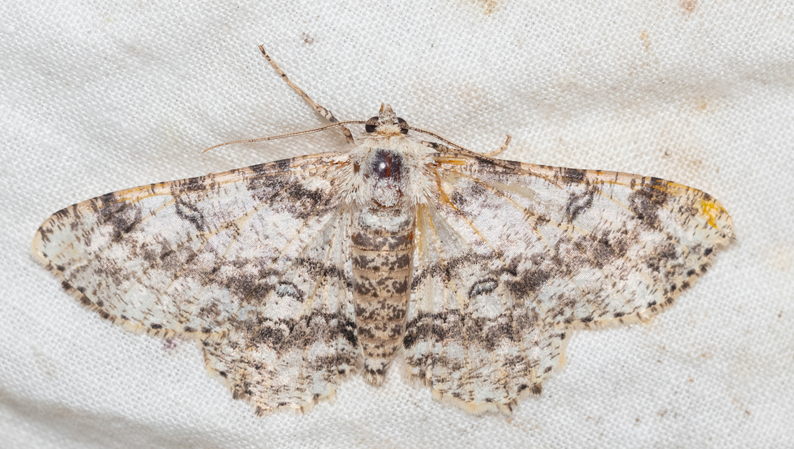 Ascotis selenaria - holdas faaraszoló