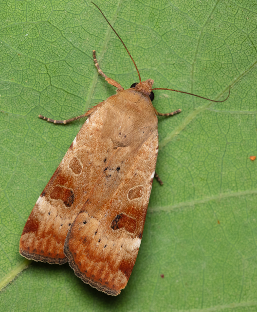 Noctua interposita - köztes sárgafűbagoly