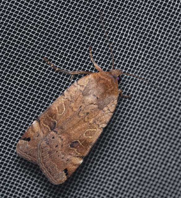 Noctua orbona - foltos sárgafűbagoly