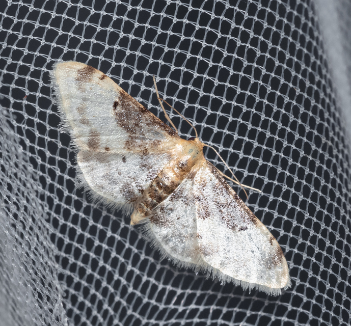 Idaea filicata - sötéttövű apróaraszoló