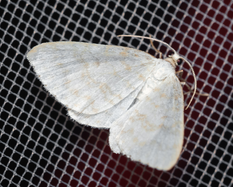 Asthena albulata - gyertyán-fehéraraszoló