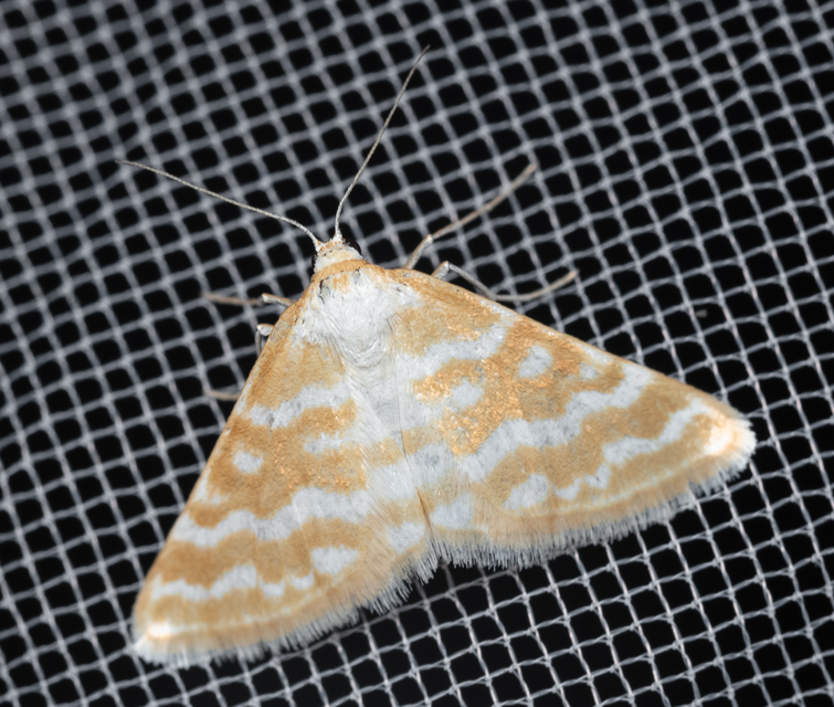 Idaea sericeata - selymes sávosaraszoló