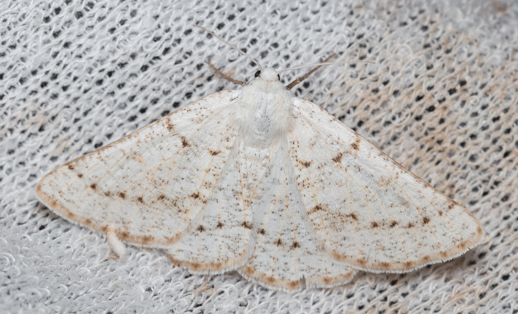 Dyscia conspersaria - sziklaüröm-araszoló