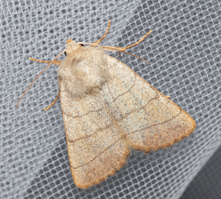 Charanyca trigrammica - háromsávos lombbagoly