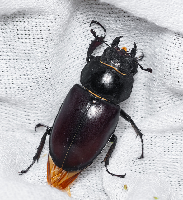 Lucanus cervus - nagy szarvasbogár