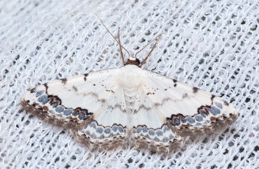 Scopula decorata - tarka fehéraraszoló