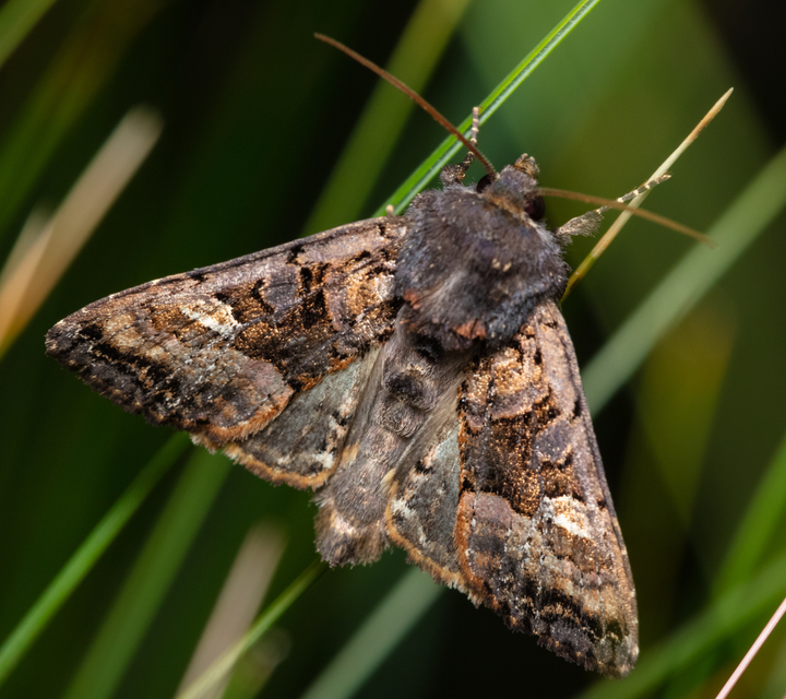 Euplexia lucipara - szeder-csipkésbagoly