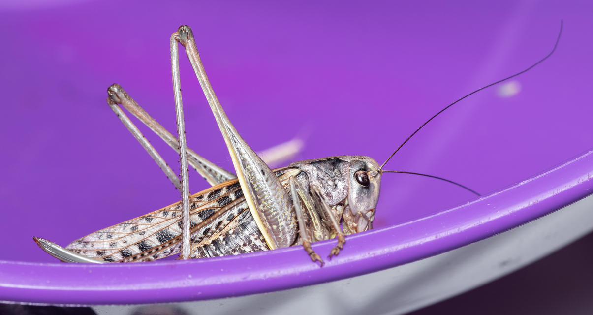 Decticus verrucivorus - szemölcsevő szöcske
