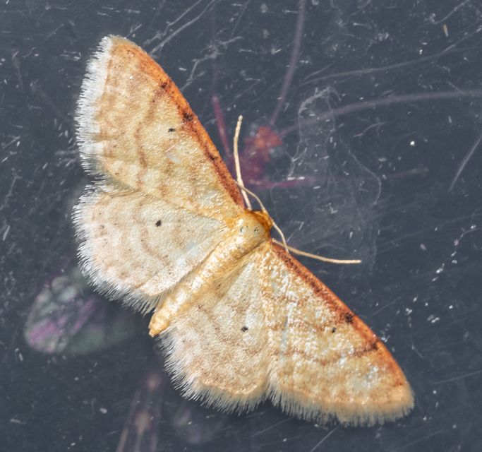 Idaea humiliata - vörösszélű apróaraszoló