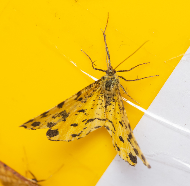 Pseudopanthera macularia - párducfoltos araszoló
