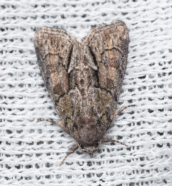 Cryphia fraudatricula - homoki zuzmóbagoly