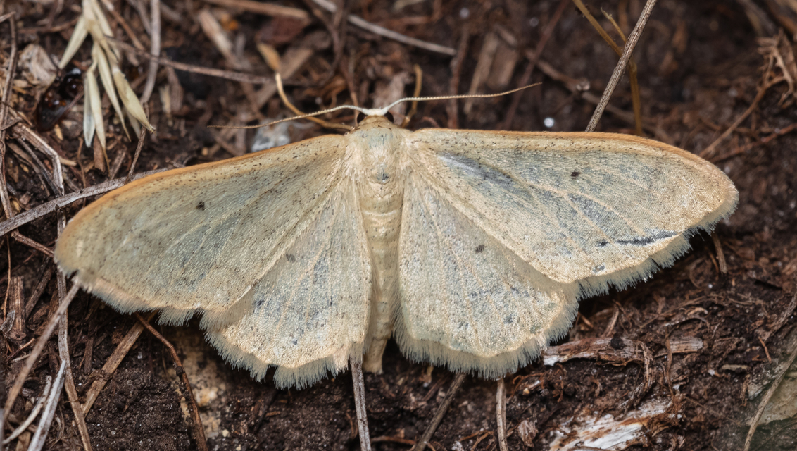 Idaea straminata - szalmasárga sávosaraszoló