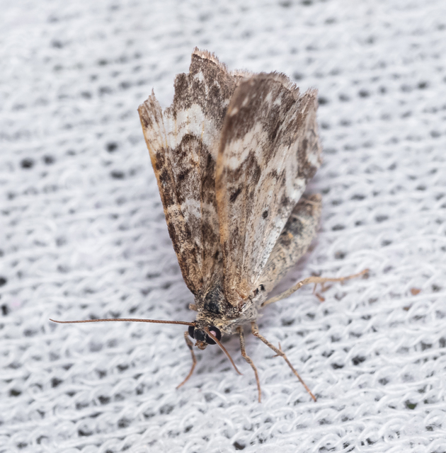 Epirrhoe alternata - galaj-tarkaaraszoló