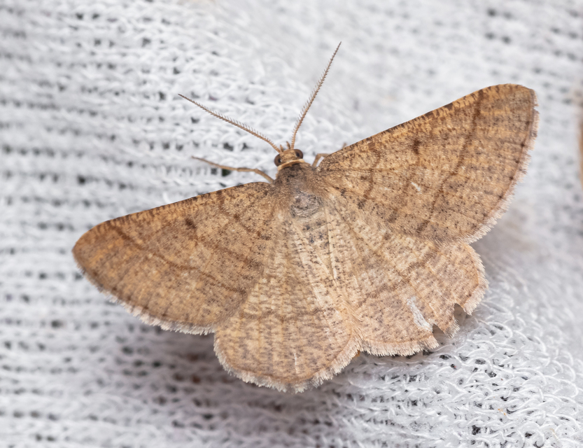 Tephrina murinaria - egérszínű araszoló
