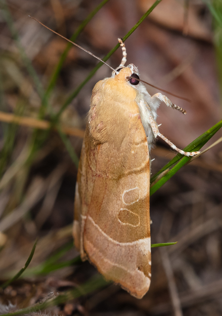 Noctua fimbriata - szélessávú sárgafűbagoly
