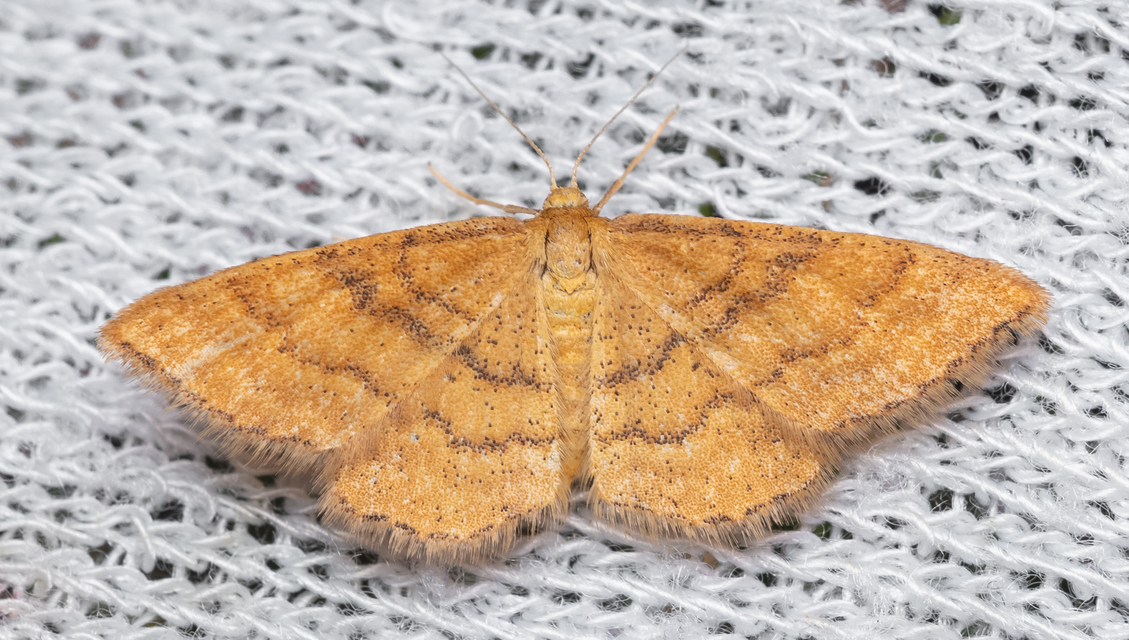Idaea serpentata - kis sávosaraszoló