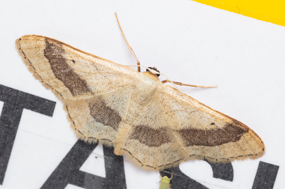 Idaea aversata - nagy sávosaraszoló