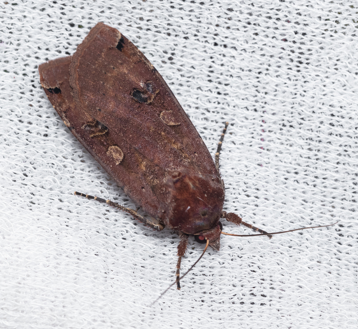 Noctua pronuba - nagy sárgafűbagoly
