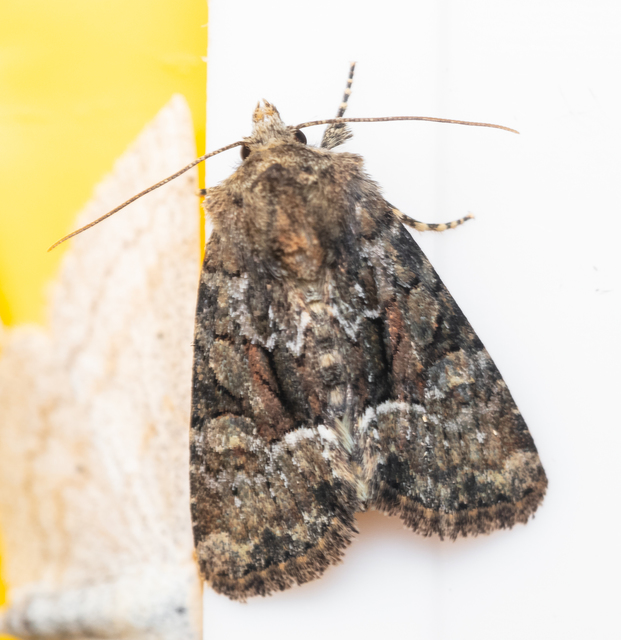 Oligia strigilis/latruncula/versicolor